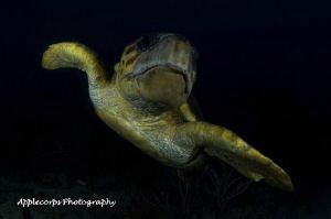 Loggerhead Turtle along Juno Beach, FL Reef . . . by Richard Apple 
